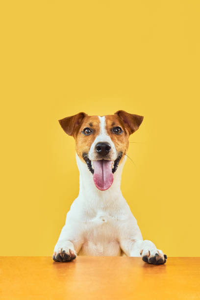 istock Jack Russell Terrier with paws up peeking over blank golden table 1555920866