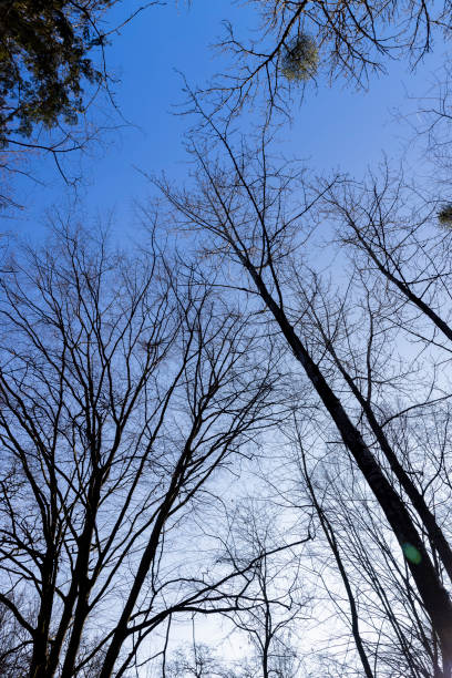 istock Bare trees in early spring in sunny clear weather 1555921474