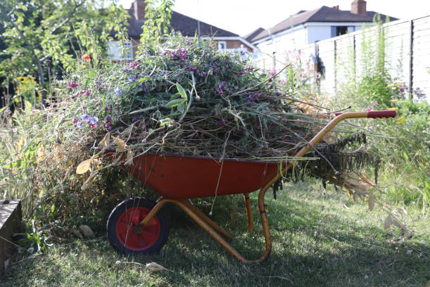 istock Wheelbarrow piled high with plant cuttings 1555921994