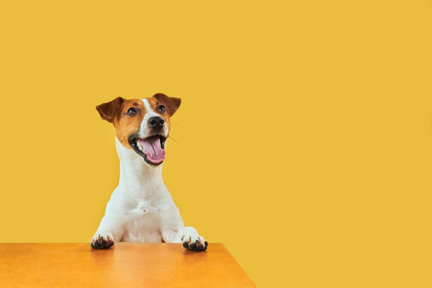 istock Jack Russell Terrier with paws up peeking over blank golden table 1555921998