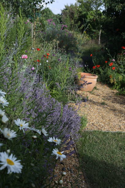 istock English country garden in summer 1555922011