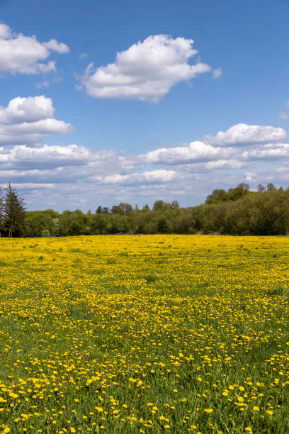 istock yellow dandelion flowers in the field in spring 1555922589