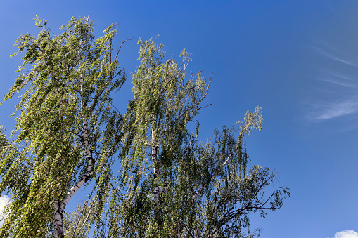 Trees in a mixed forest in summer, tall trees in sunny weather with blue sky