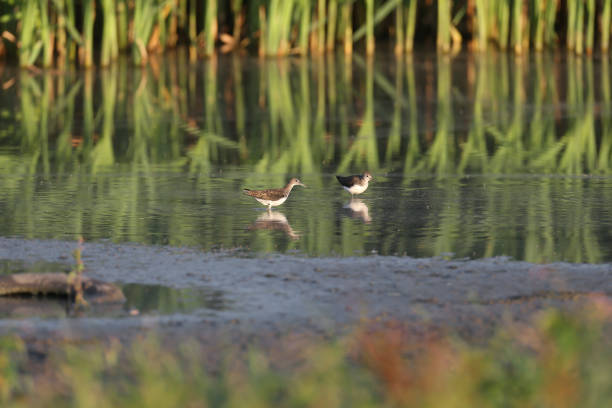 The green sandpiper (Tringa ochropus) Two The green sandpiper (Tringa ochropus) migrants are photographed reflected in the water of a small pond in the soft morning light green sandpiper tringa ochropus stock pictures, royalty-free photos & images