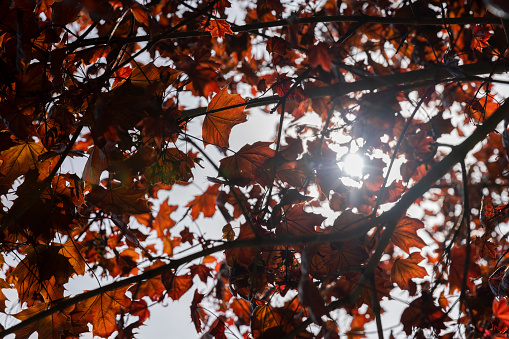 red foliage of maple trees in the spring season, deciduous maple trees with the first spring foliage of red color