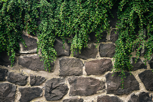 Climbing green plant on the old stone wall, texture of old stone wall covered green plants.