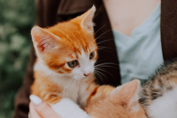 istock A girl hugging puppies 1555925457