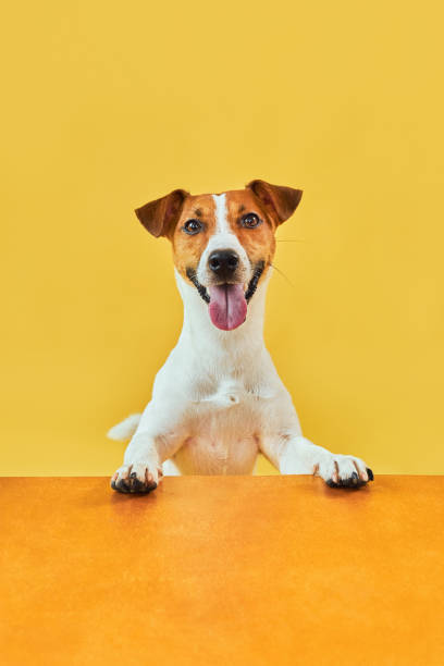istock Jack Russell Terrier with paws up peeking over blank golden table 1555925976
