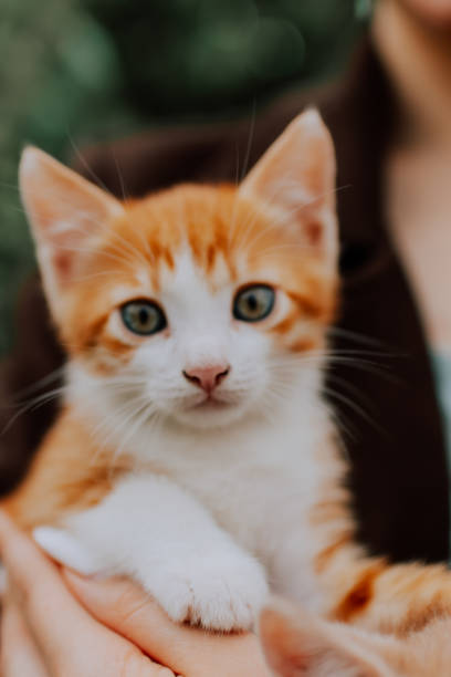 istock Portrait of kitty 1555925980