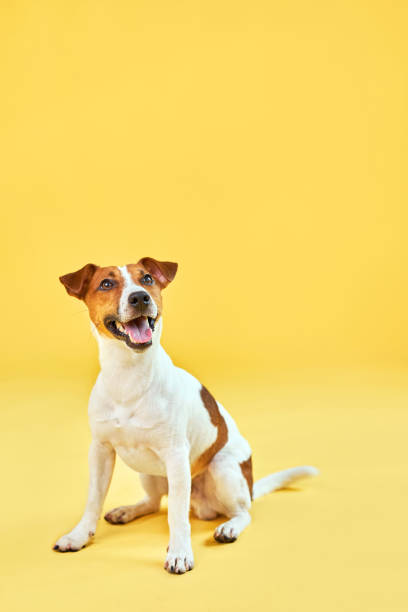 istock Happy dog on bright trendy yellow background. 1555929251