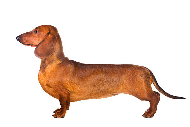 istock Dachshund Dog on isolated white 155593017
