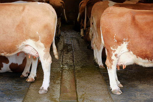 View into the cowshed of a conventionally run farm.