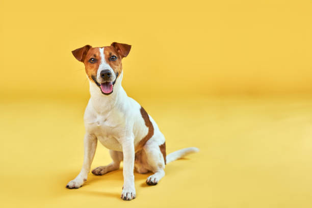 istock Happy dog on bright trendy yellow background. 1555934106