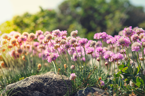 Pink thrift (Armeria maritima) wildflowers on the coast of Bohuslän on the west coast of Sweden.