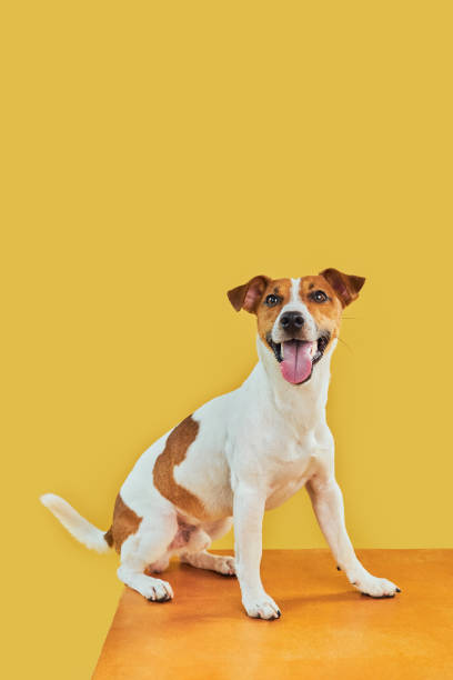 istock Jack Russell Terrier with paws up peeking over blank golden table 1555936288