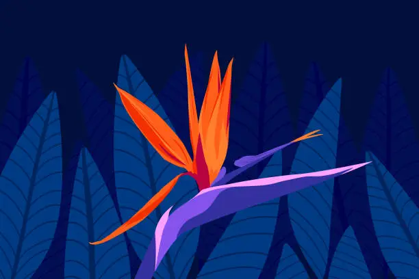 Vector illustration of Tropical, summer exotic flowers and leaves, dark night jungle vector illustration. Bird of paradise, orange, purple color Strelitzia floral wallpaper, poster, banner