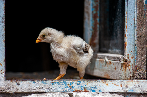 Chick on the windowsill