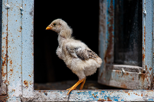 Chick by the window