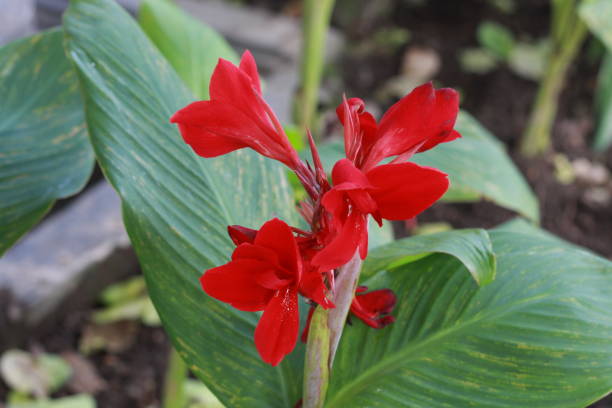istock Beautiful red canna lily 1555946219