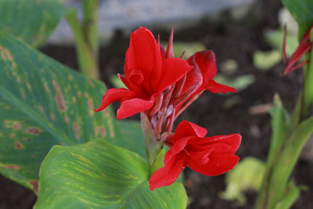 istock Beautiful red canna lily 1555946963
