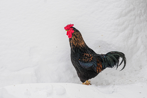 Black rooster in front of the snow wall