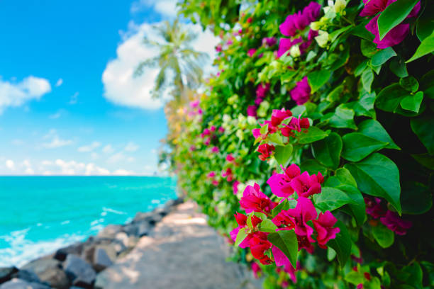Blooming bougainvillea flowers background. Bright magenta bougainvillea flowers as a floral background. Bougainvillea flowers texture and wall. Close-up view Bougainvillea tree with flowers