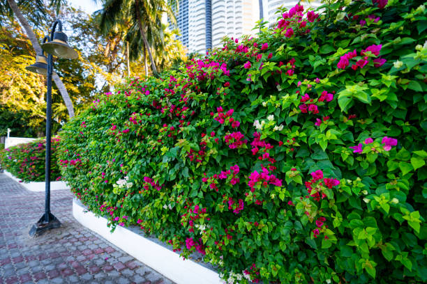 Blooming bougainvillea flowers