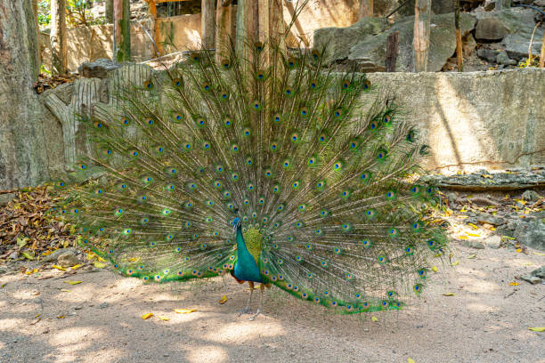 istock Close up of peacock 1555947462