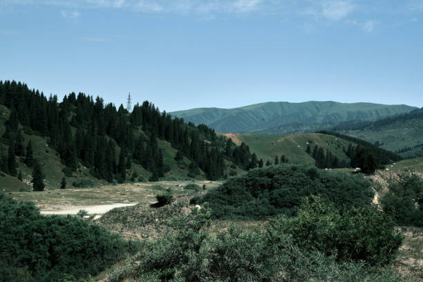 istock View of mountain forest in summer 1555950609