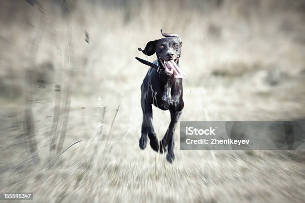 ハッピーな犬を実行 - アクションショットのストックフォトや画像を多数ご用意 - アクションショット, イヌ科, カラー画像