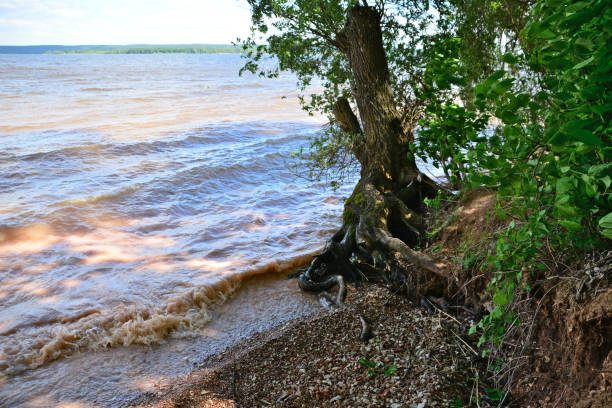 árvore com raízes nuas na beira do rio com ondas na sombra - treelined forest at the edge of scenics - fotografias e filmes do acervo