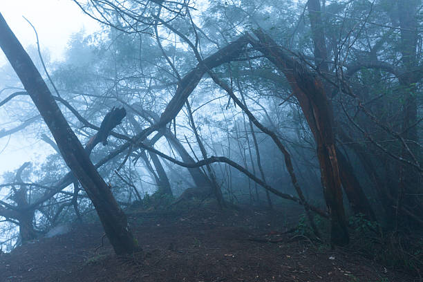 istock Misty scary forest  in fog 155595714