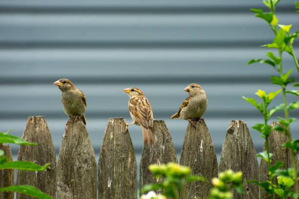 istock Female House Sparrows on fence 1555959871