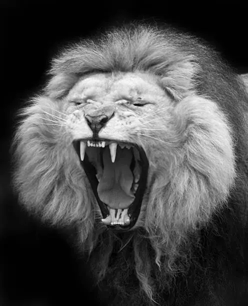 Photo of Black and white portrait of a yawning lion