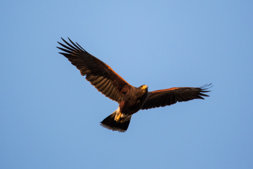 Bird in flight.  Gregarious hawk found in southwestern USA and Mexico.
