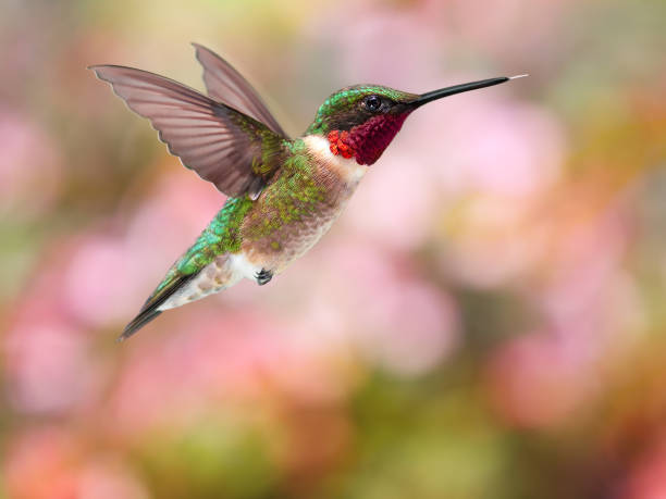istock Ruby Throated Hummingbird Pink Geen Red 155596647