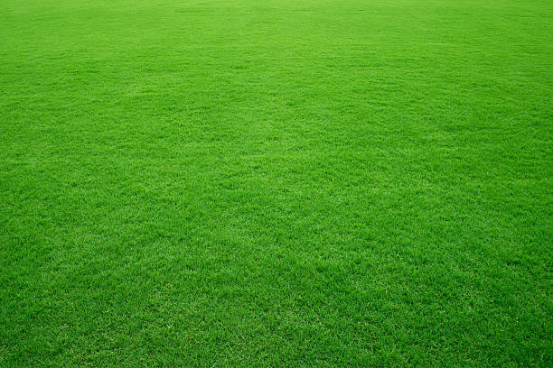 Green grass background stock photo