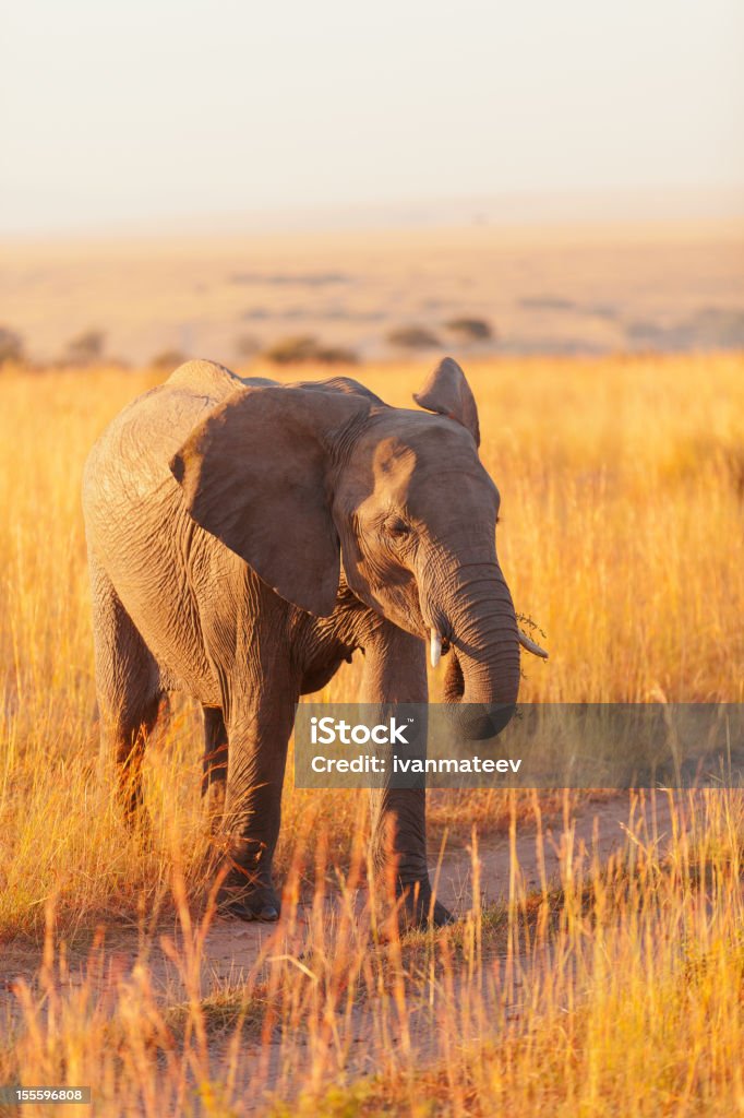 Elefante de Amboseli - Foto de stock de Elefante royalty-free