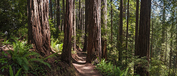 sendero de tierra a través del bosque de secuoyas gigante - rainforest redwood sequoia footpath fotografías e imágenes de stock