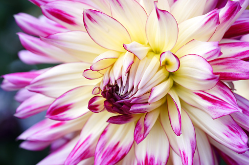 Fresh pink dahlia flower, photographed at close range, with emphasis on petal layers. Macro photography background