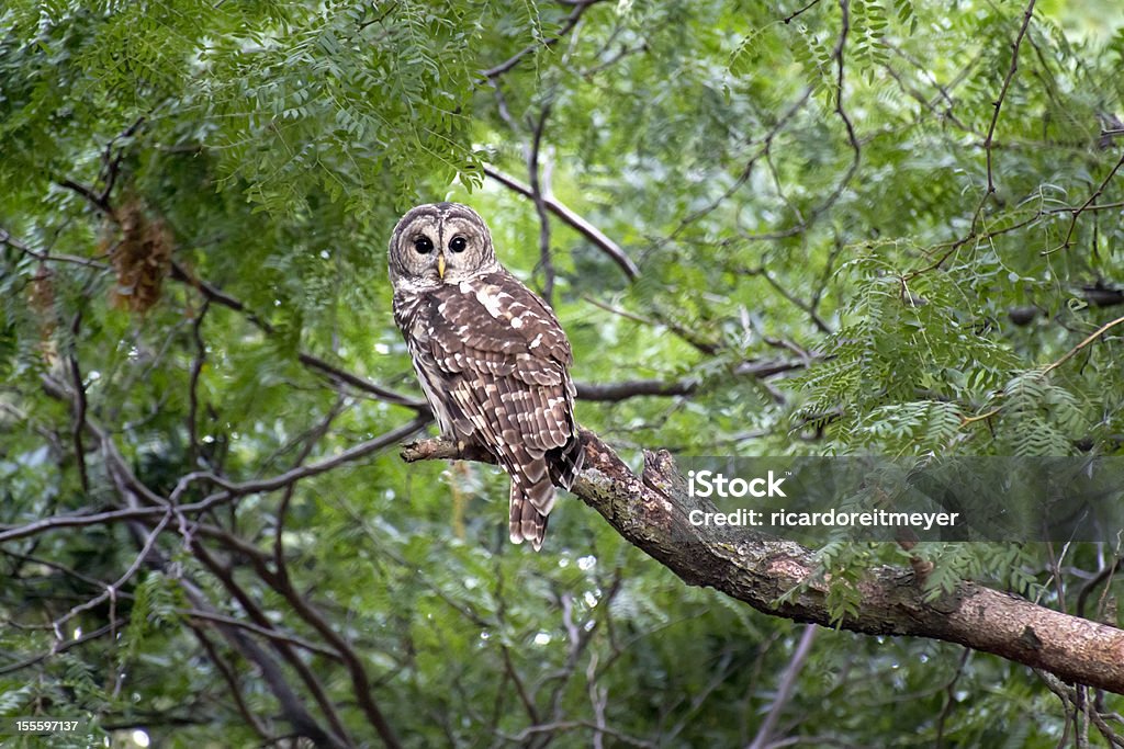 Wild Chouette rayée regarde intensément avant le lever du soleil - Photo de Kansas libre de droits