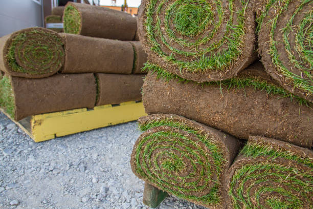 istock Stacks of rolled lawn, rolled turf 1555972020