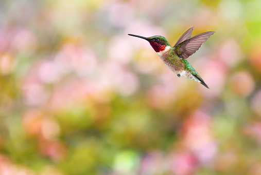 Beautiful vibrant and pearlescent male Ruby Throated hummingbird. Sharp focus, Shallow DOF. Minor Motion Blur on wings.