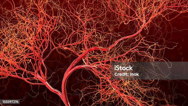 Blut Blutgefäße Stockfoto und mehr Bilder von Blutgefäß - Blutgefäß, Kapillare, Menschliche Vene