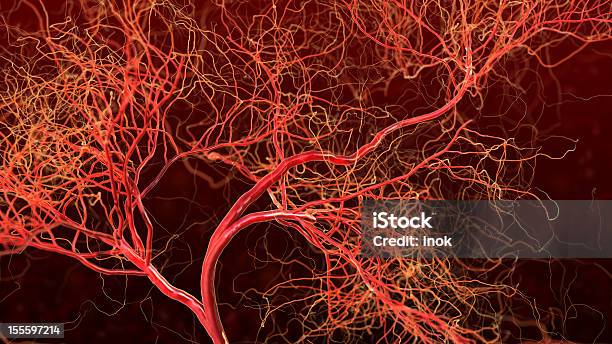 血管 - 毛細血管のストックフォトや画像を多数ご用意 - 毛細血管, 血管, テクスチャー効果