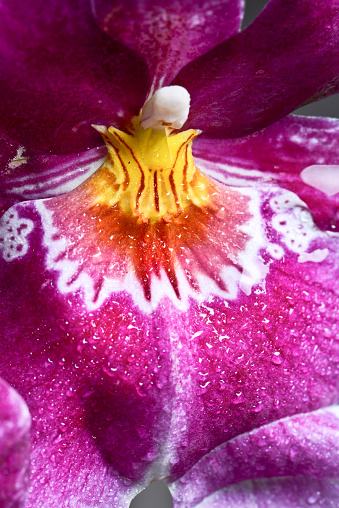 Flowers extreme macro series: Purple orchid