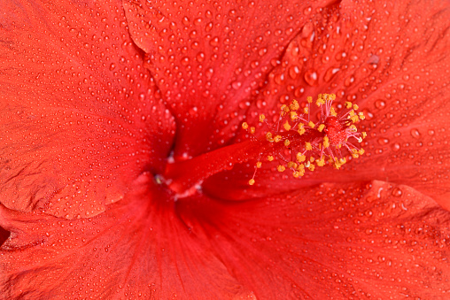 Flowers extreme macro series: Red hibiscus