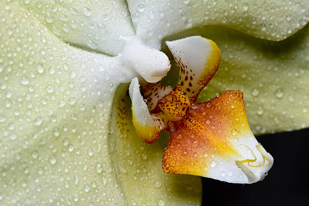 Flowers extreme macro series: White orchid