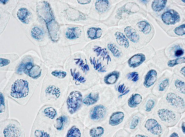 mikroskop bild von plant zellen mit drei kleine gruppen wandalischer provokateure in anaphase - wissenschaftliche mikroskopische aufnahme stock-fotos und bilder