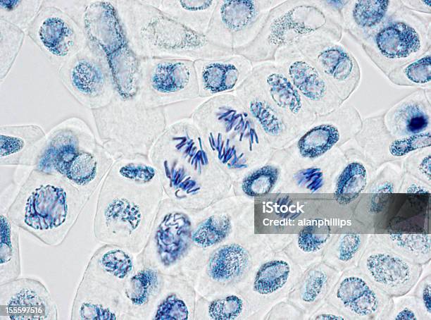 Microscope Image Of Plant Cells With Three Nuclei In Anaphase Stock Photo - Download Image Now